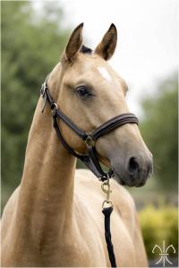 Photo cheval a vendre QATAR DE LA GESSE